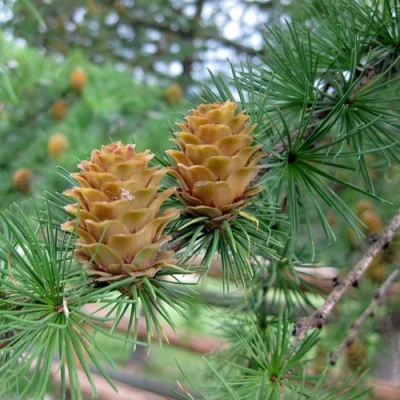 Лиственница КЕМПФЕРА в Петрозаводске