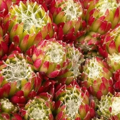 Молодило ХУКЕРА в Петрозаводске