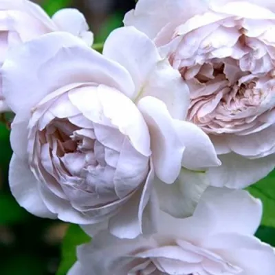 Роза ГРИЗЕЛИС шраб в Петрозаводске