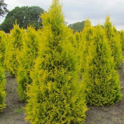 Туя САНКИСТ западная в Петрозаводске