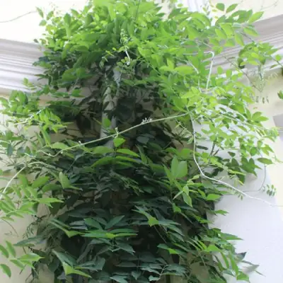 Глициния макростахия БЛЮ МУН в Петрозаводске