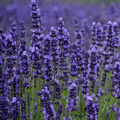 Лаванда МАНСТЕД узколистная в Петрозаводске