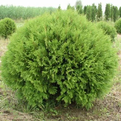 Туя ГЛОБОЗА западная в Петрозаводске