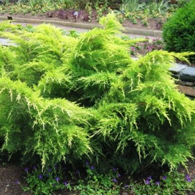 Можжевельник ГОЛД КОСТ средний в Петрозаводске