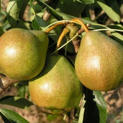 Саженцы груши Веснянка