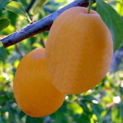 Слива НАТАША в Петрозаводске