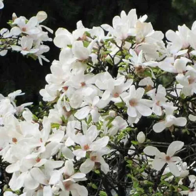 Магнолия КОБУС в Петрозаводске