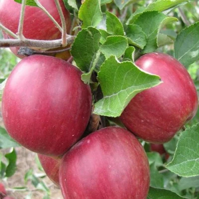 Яблони Московское Ожерелье колонновидная в Петрозаводске