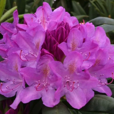 Рододендрон РОЗЕУМ ЭЛЕГАНС в Петрозаводске