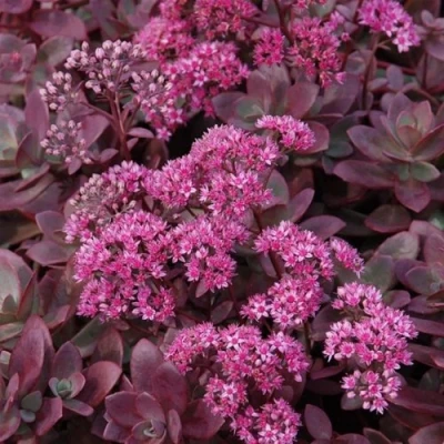 Очиток (седум) САНСПАРКЛЕР ФАЙЕРКРЕКЕР в Петрозаводске