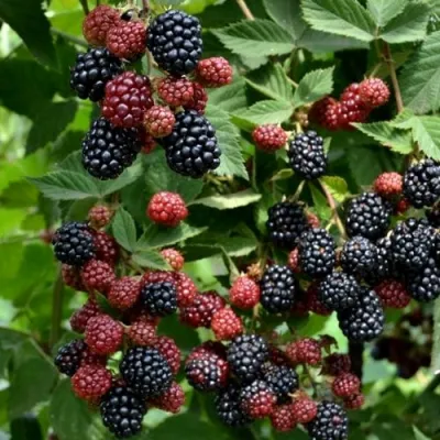 Ежевика РУБЕН ремонтантная в Петрозаводске