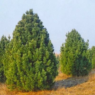 Сосна черная ПИРАМИДАЛИС в Петрозаводске