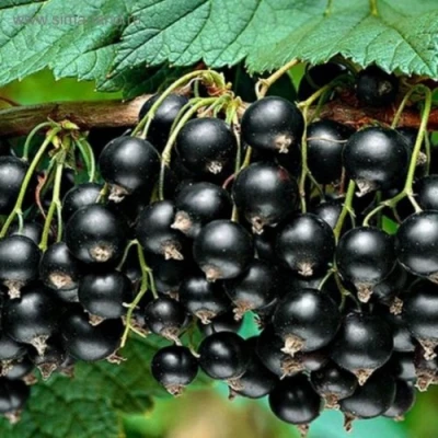 Смородина черная БЕН КОНАН в Петрозаводске