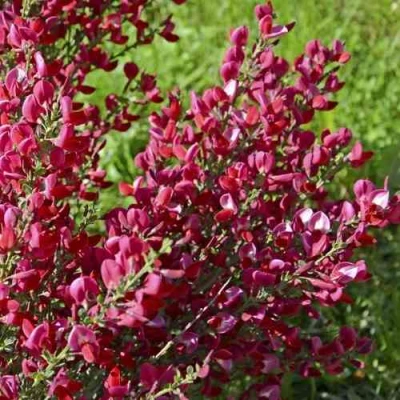 Ракитник БОСКОП РУБИ  в Петрозаводске