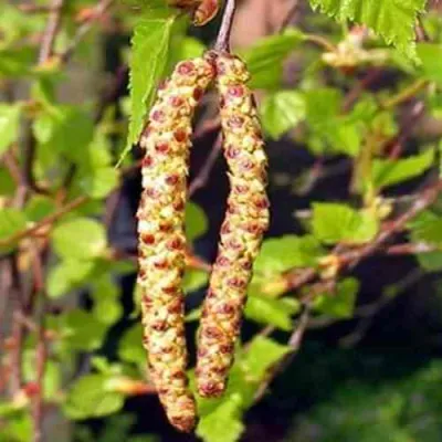 Береза бородавчатая в Петрозаводске