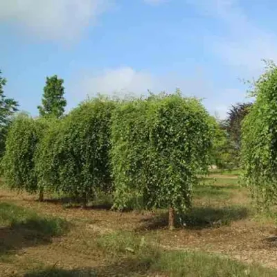 Береза САММЕР КАСКАД черная в Петрозаводске