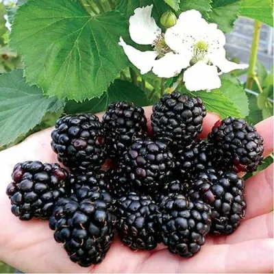 Ежевика РУБЕН ремонтантная в Петрозаводске