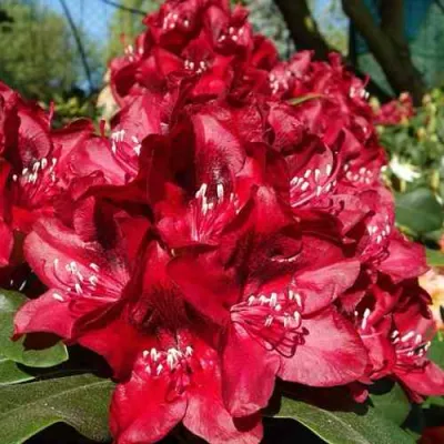 Рододендрон МАТАДОР в Петрозаводске