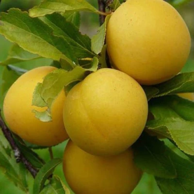 Слива СОЛНЫШКО в Петрозаводске