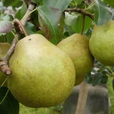 Груша ПЛАТОНОВСКАЯ в Петрозаводске