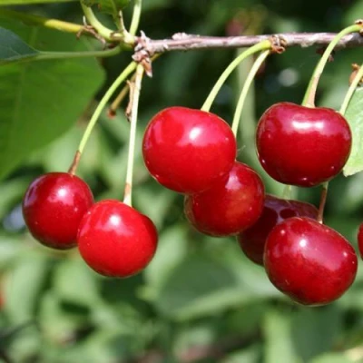 Вишня ЗАРАНКА в Петрозаводске