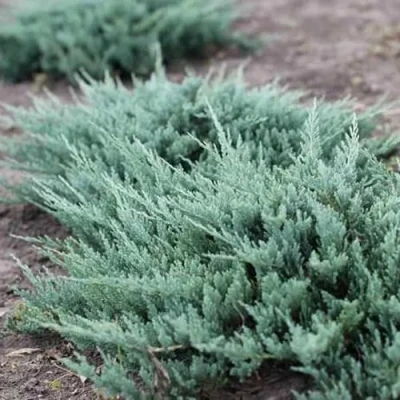 Можжевельник БЛЮ ЧИП горизонтальный в Петрозаводске