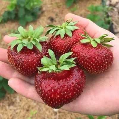 Клубника МАЛЬВИНА в Петрозаводске
