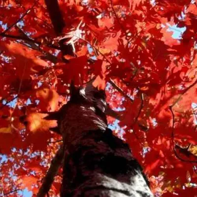 Дуб красный  в Петрозаводске