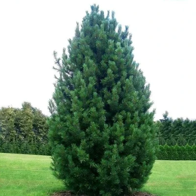 Сосна кедровая  в Петрозаводске