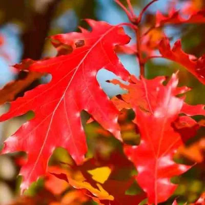 Дуб красный  в Петрозаводске