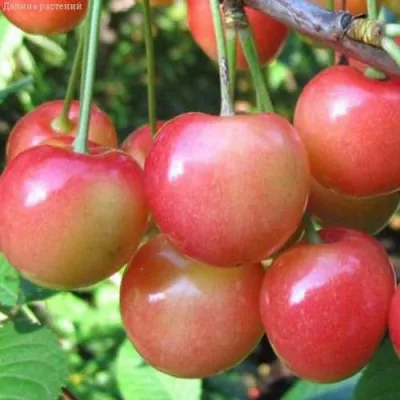 Черешня ЮЛИЯ в Петрозаводске