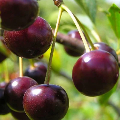 Вишня ЛИВЕНСКАЯ в Петрозаводске