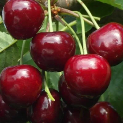 Черешня ГРОНКОВАЯ в Петрозаводске