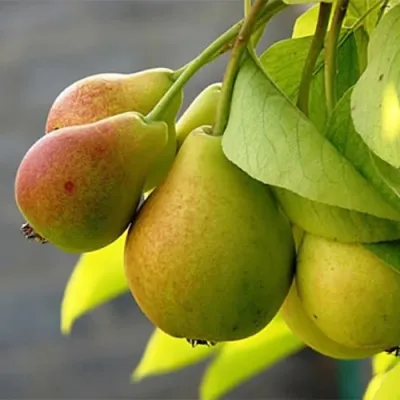 Груша СЕВЕРЯНКА в Петрозаводске