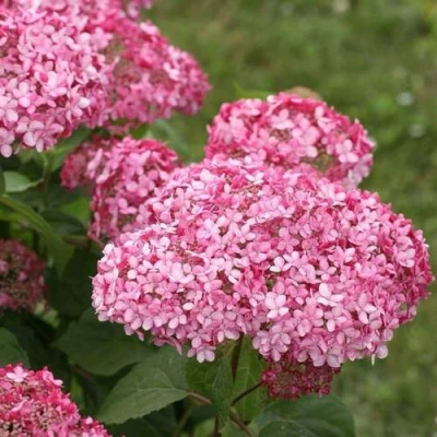 гортензия древовидная Инвизибл спирит