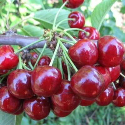 Вишня ДЕСЕРТНАЯ МОРОЗОВОЙ в Петрозаводске