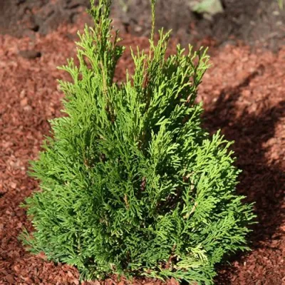 Туя МИКИ западная в Петрозаводске