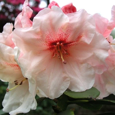 Рододендрон ХАНЯ	 в Петрозаводске