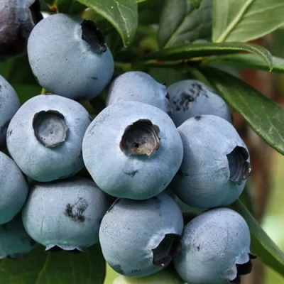 Голубика НЕЛЬСОН в Петрозаводске