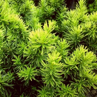 Тис ДАВИД ягодный в Петрозаводске