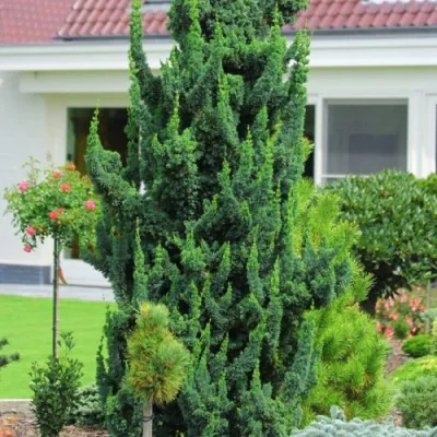 Кипарисовик ВИСЕЛЛИ лавсона в Петрозаводске