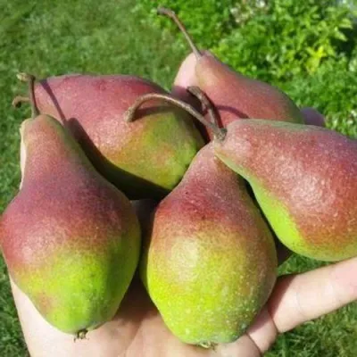 Груша ЯКОВЛЕВСКАЯ в Петрозаводске