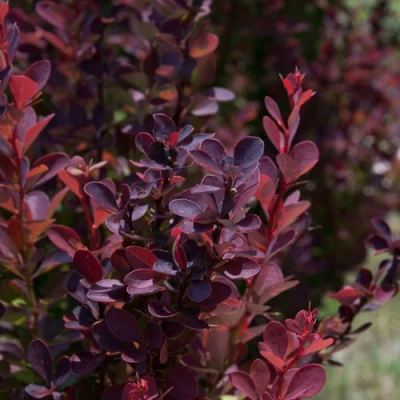 Барбарис ХЕЛМОНД ПИЛЛАР тунберга в Петрозаводске