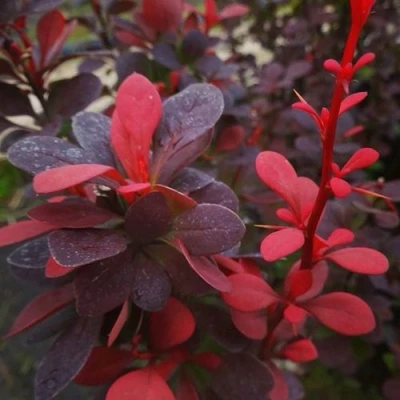 Барбарис РЕД ПИЛЛАР тунберга в Петрозаводске