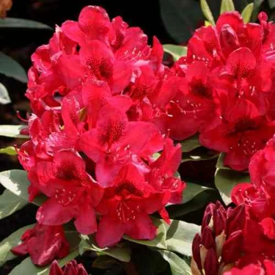 Рододендрон МАТАДОР в Петрозаводске