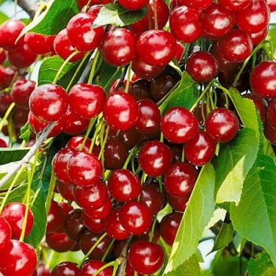 Вишня БРУСНИЦЫНА степная в Петрозаводске