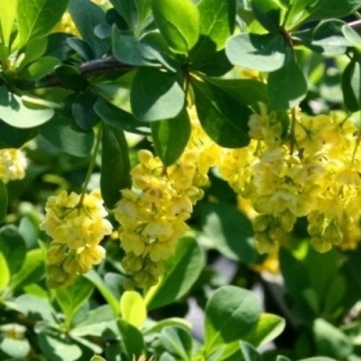 Барбарис ИНДИАН САММЕР  в Петрозаводске