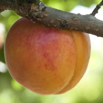 АПРИУМ в Петрозаводске