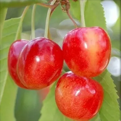 Черешня БРЯНСКАЯ РОЗОВАЯ в Петрозаводске