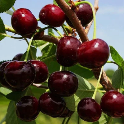 Вишня РОВЕСНИЦА в Петрозаводске